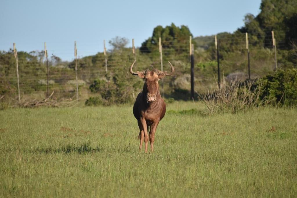 דירות סטיל ביי Baardbos Private Game Reserve מראה חיצוני תמונה