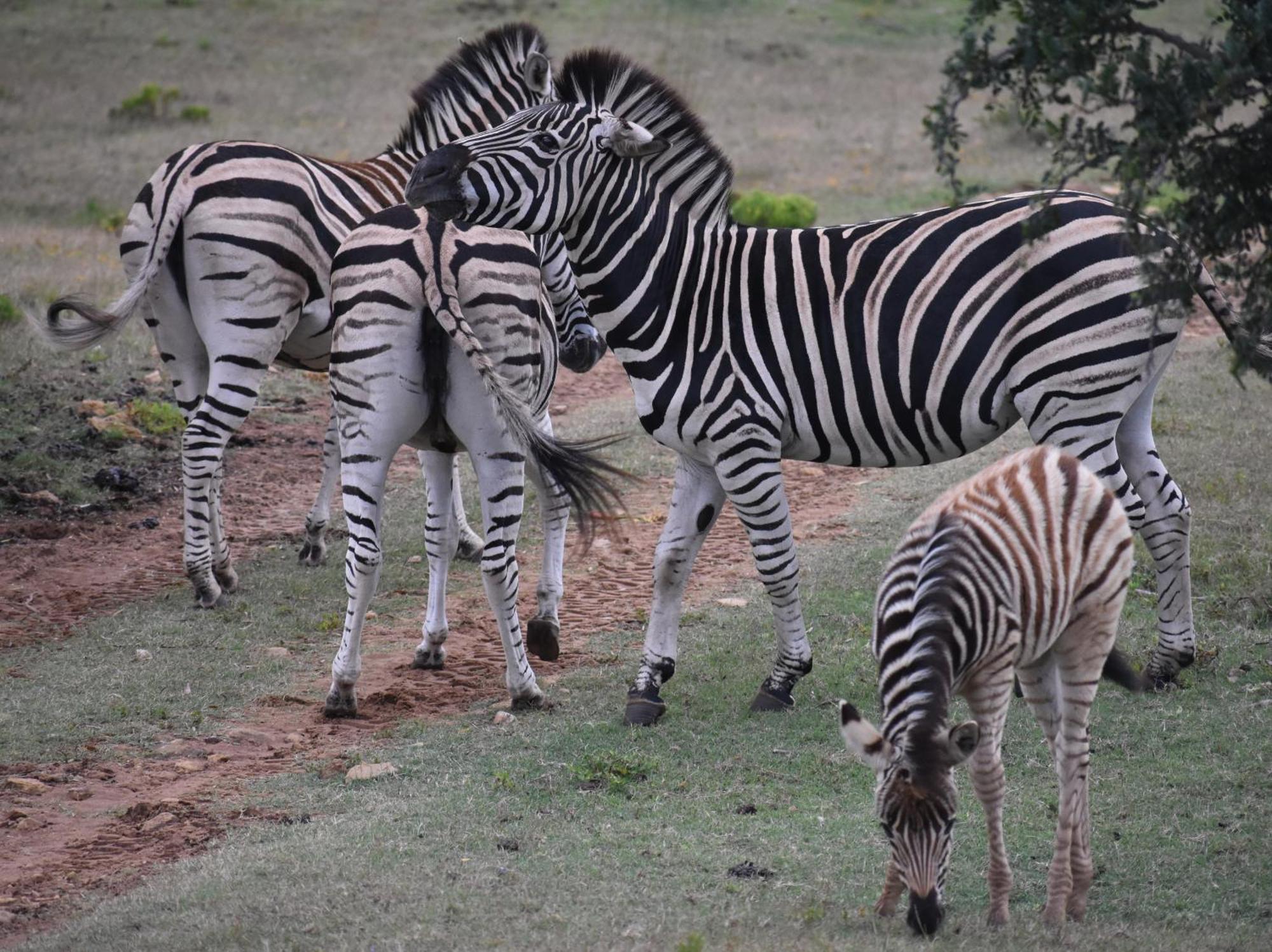 דירות סטיל ביי Baardbos Private Game Reserve מראה חיצוני תמונה