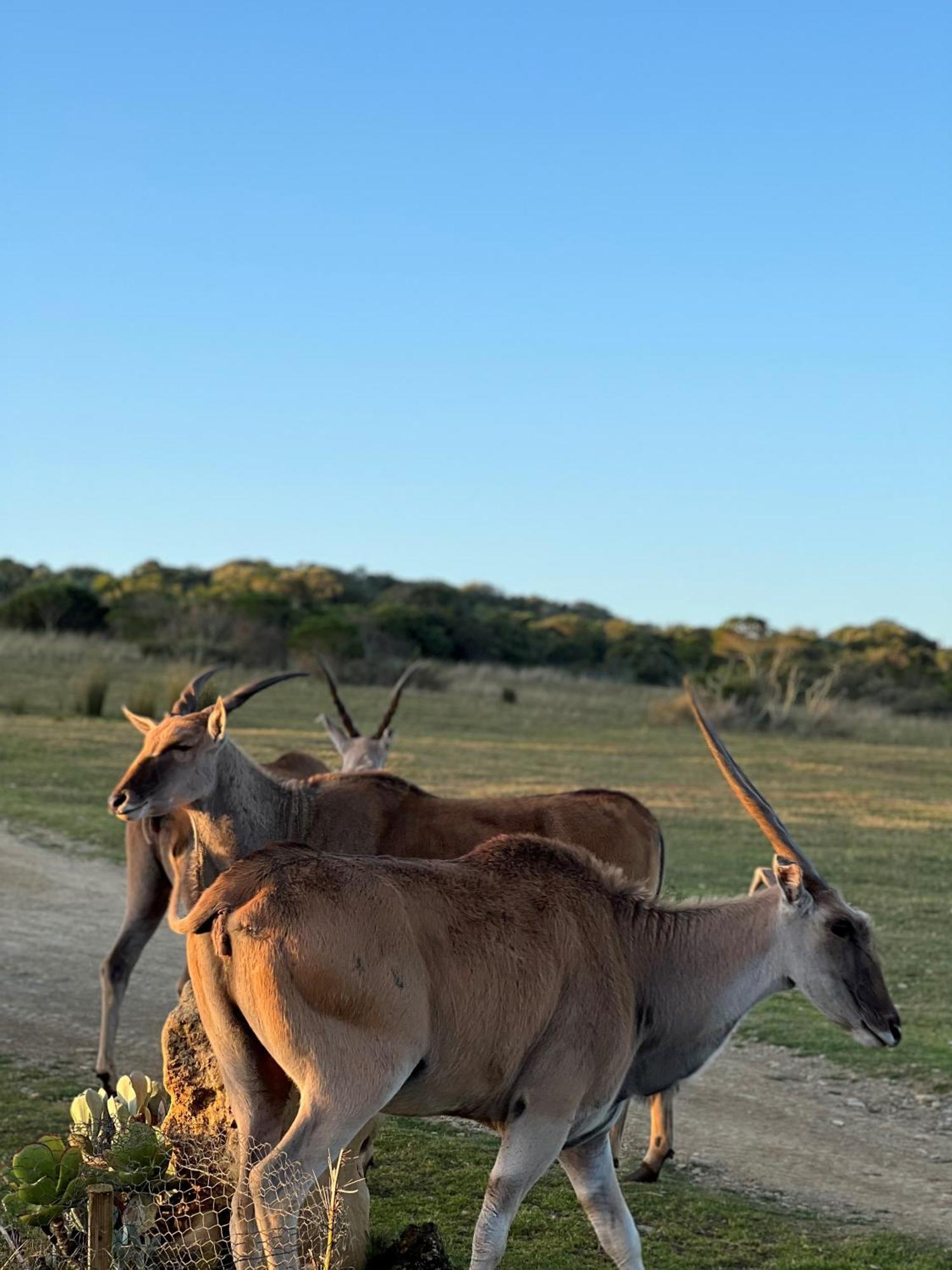 דירות סטיל ביי Baardbos Private Game Reserve מראה חיצוני תמונה