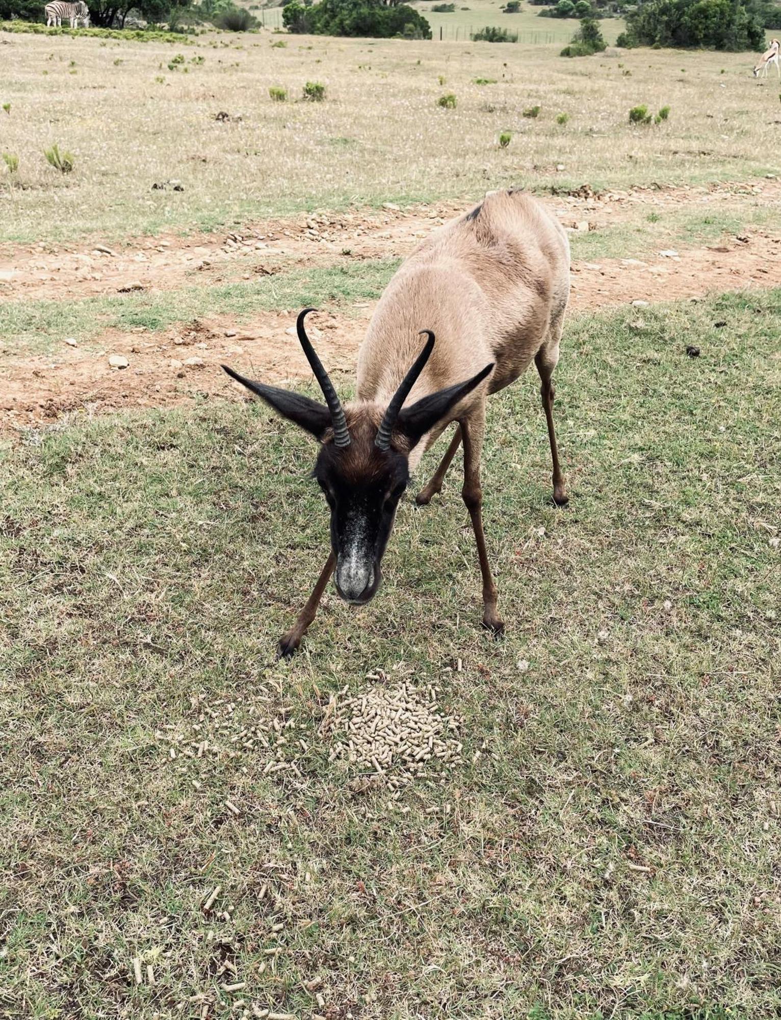 דירות סטיל ביי Baardbos Private Game Reserve מראה חיצוני תמונה