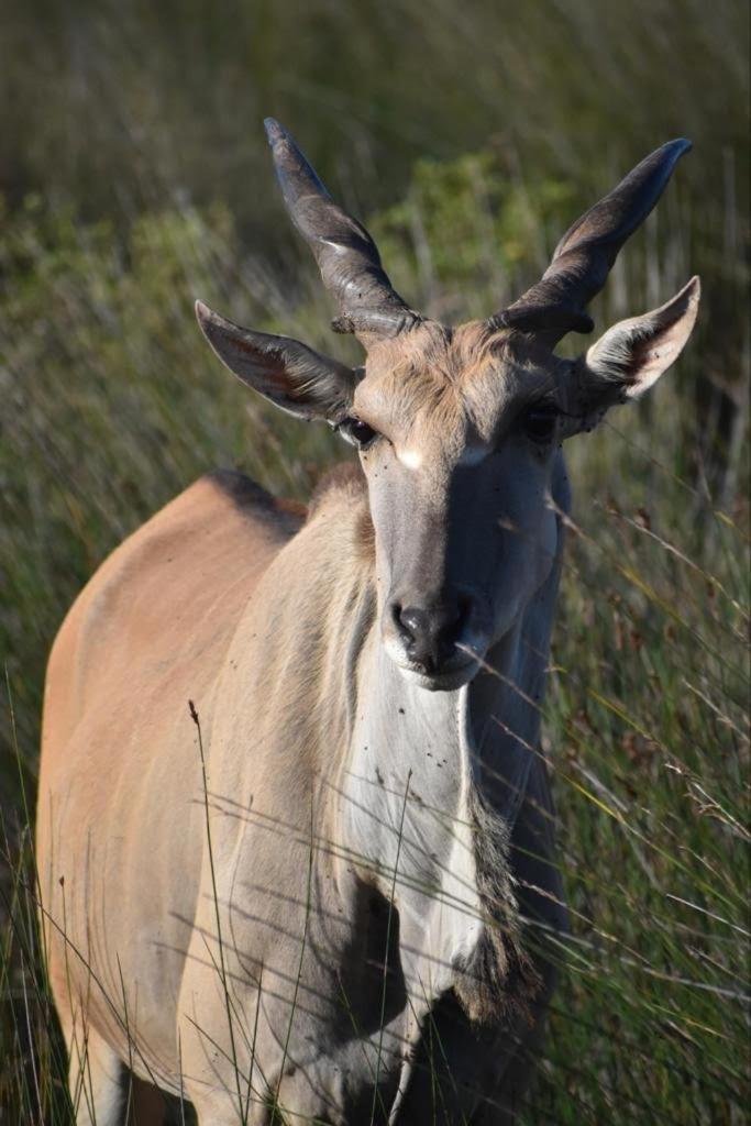 דירות סטיל ביי Baardbos Private Game Reserve מראה חיצוני תמונה