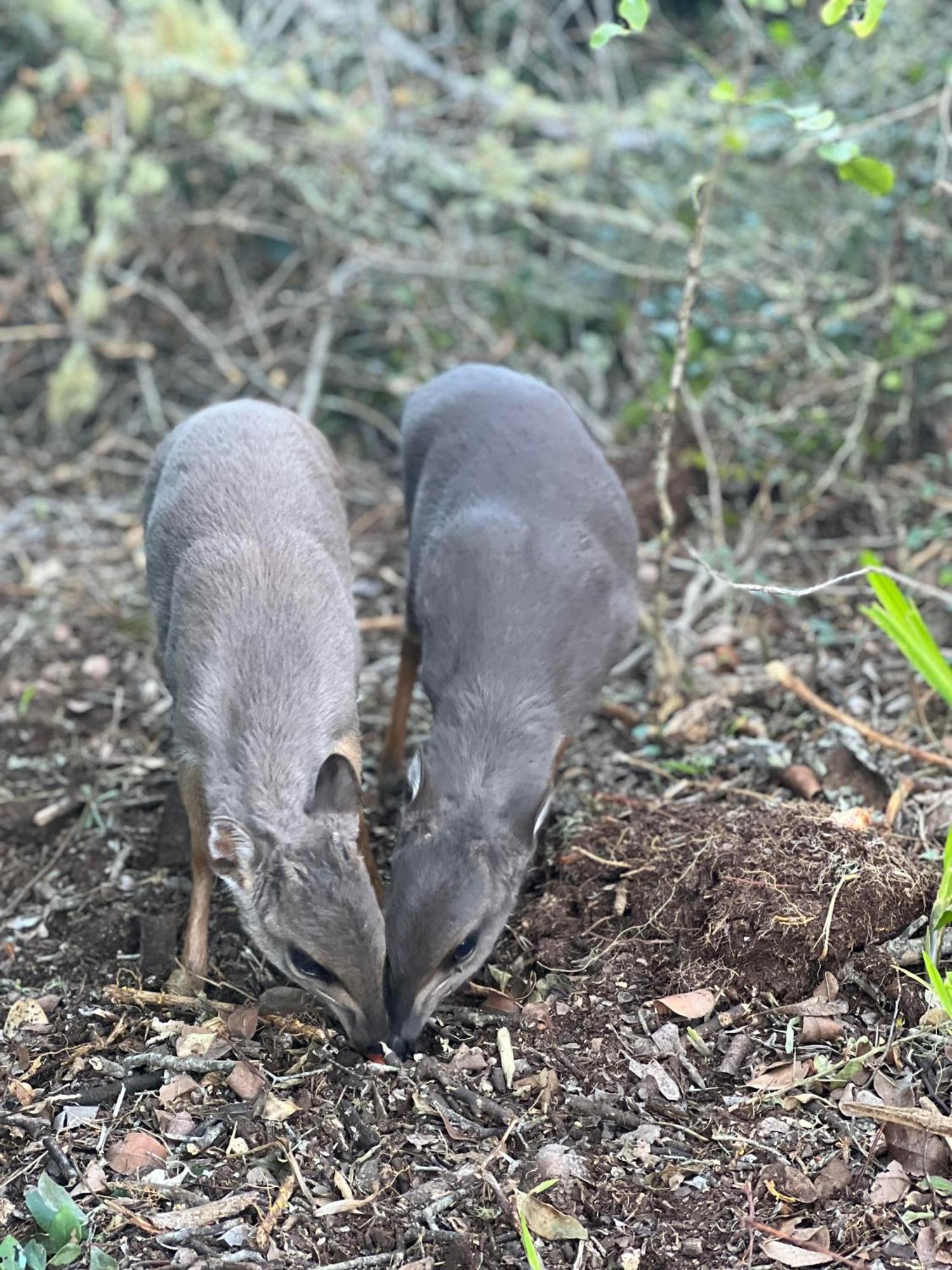 דירות סטיל ביי Baardbos Private Game Reserve מראה חיצוני תמונה