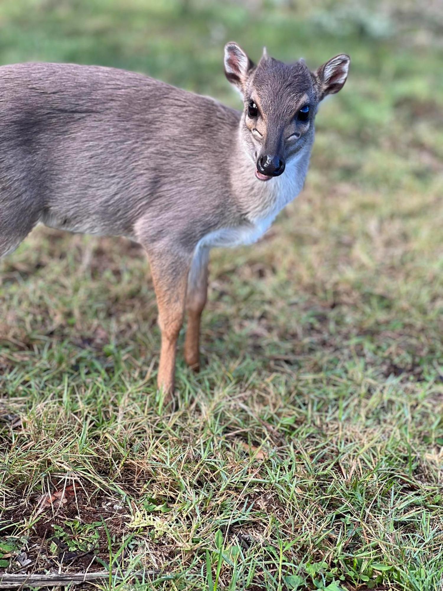 דירות סטיל ביי Baardbos Private Game Reserve מראה חיצוני תמונה