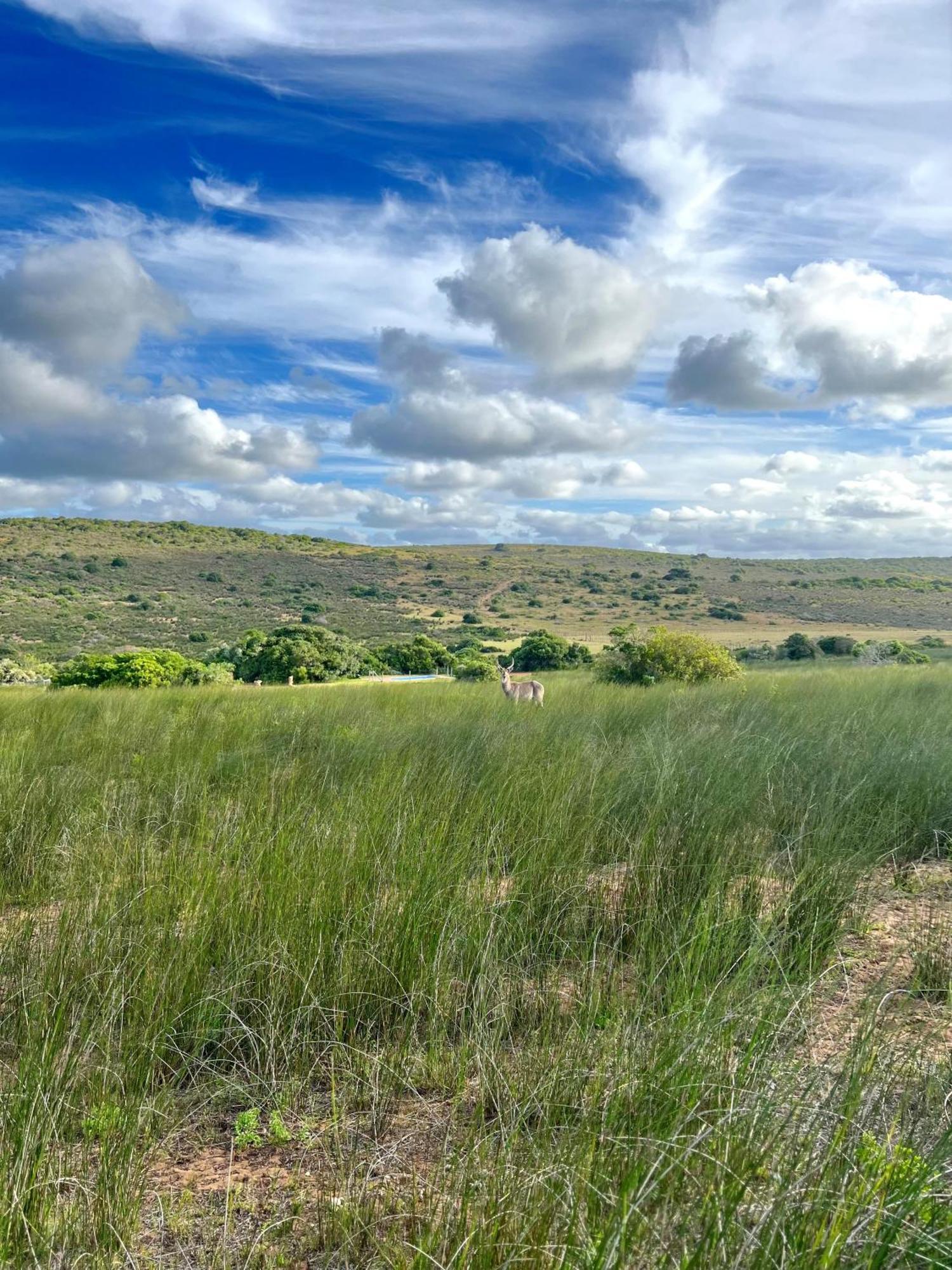 דירות סטיל ביי Baardbos Private Game Reserve מראה חיצוני תמונה