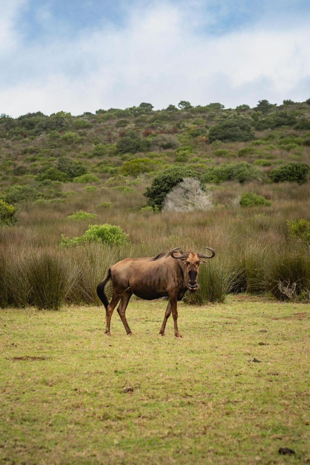 דירות סטיל ביי Baardbos Private Game Reserve מראה חיצוני תמונה