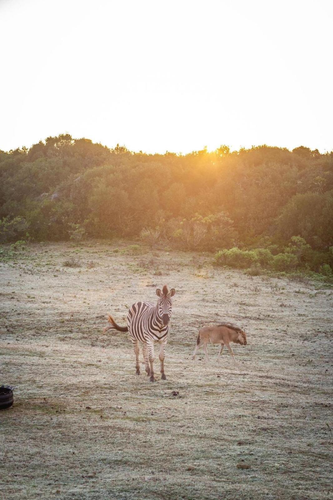 דירות סטיל ביי Baardbos Private Game Reserve מראה חיצוני תמונה