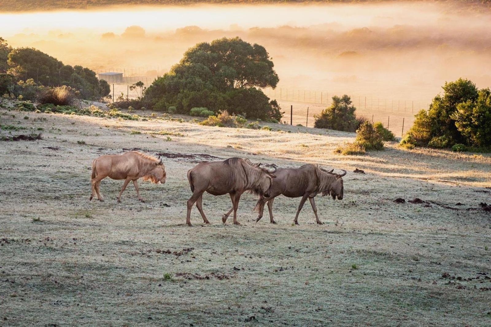 דירות סטיל ביי Baardbos Private Game Reserve מראה חיצוני תמונה