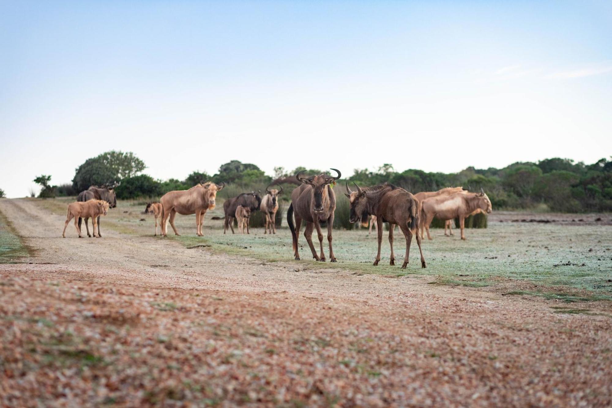 דירות סטיל ביי Baardbos Private Game Reserve מראה חיצוני תמונה