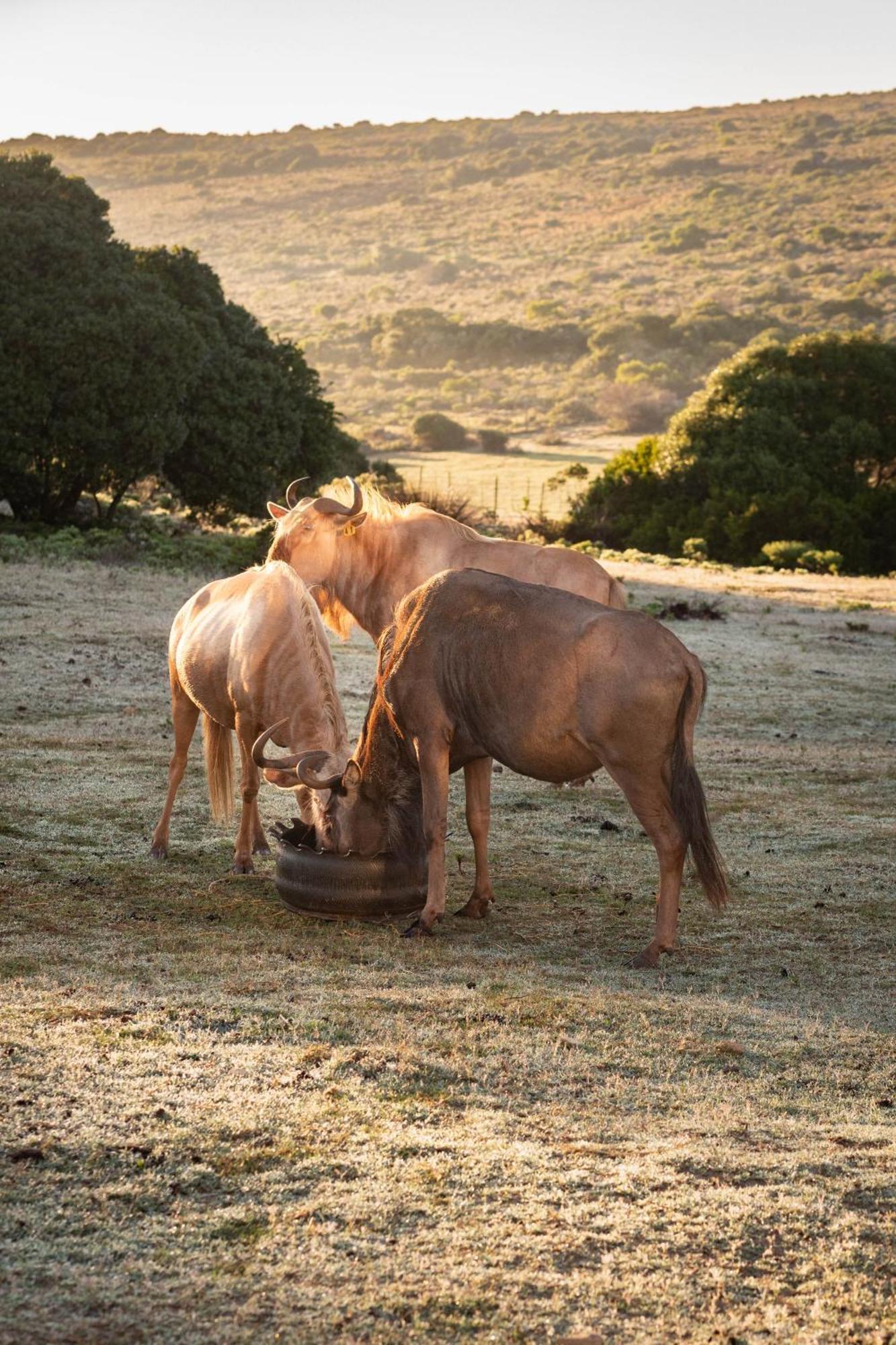 דירות סטיל ביי Baardbos Private Game Reserve מראה חיצוני תמונה