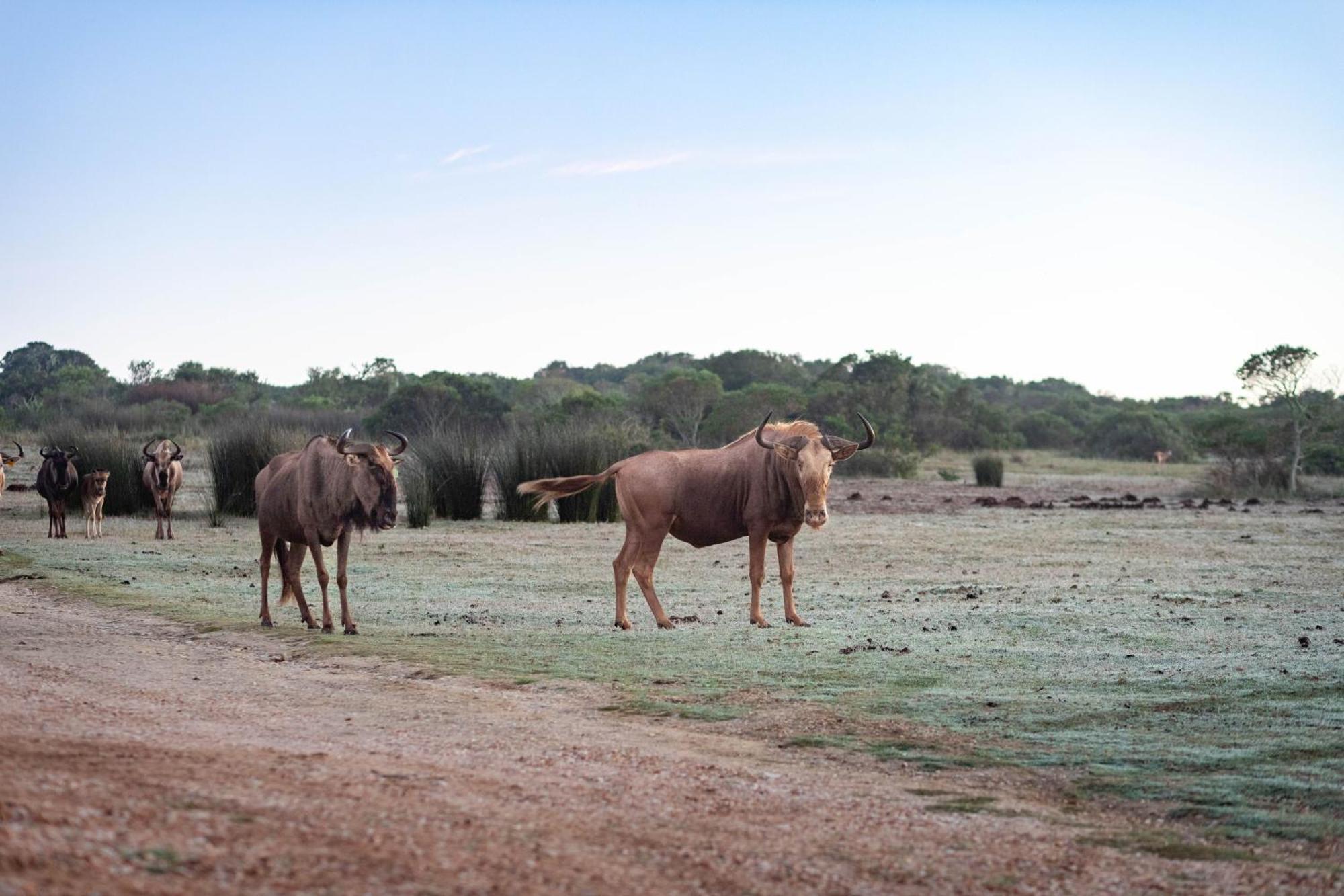 דירות סטיל ביי Baardbos Private Game Reserve מראה חיצוני תמונה